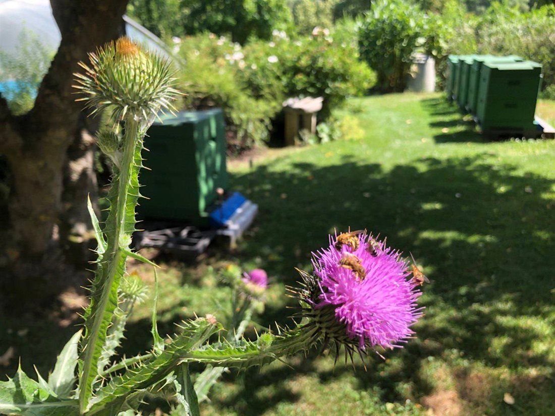 Bienen auf einer violetten Kleeblüte am Bienenstand