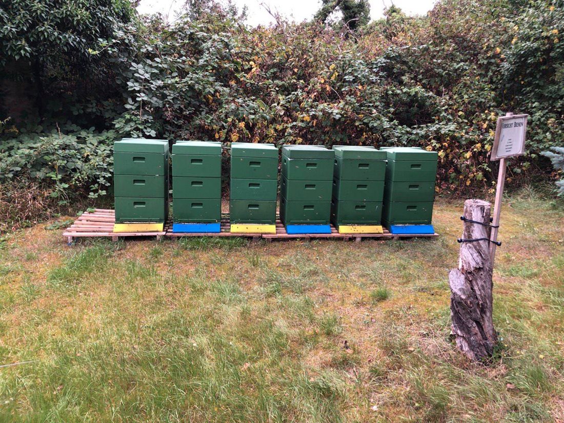 Grüne Bienenbeuten auf Paletten vor einer Hecke im Herbst