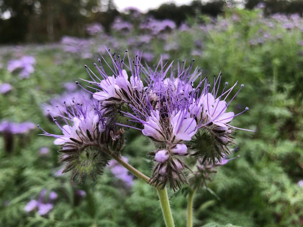 Lila-violette Phacelienblüten im Feld – eine wichtige Bienenweide