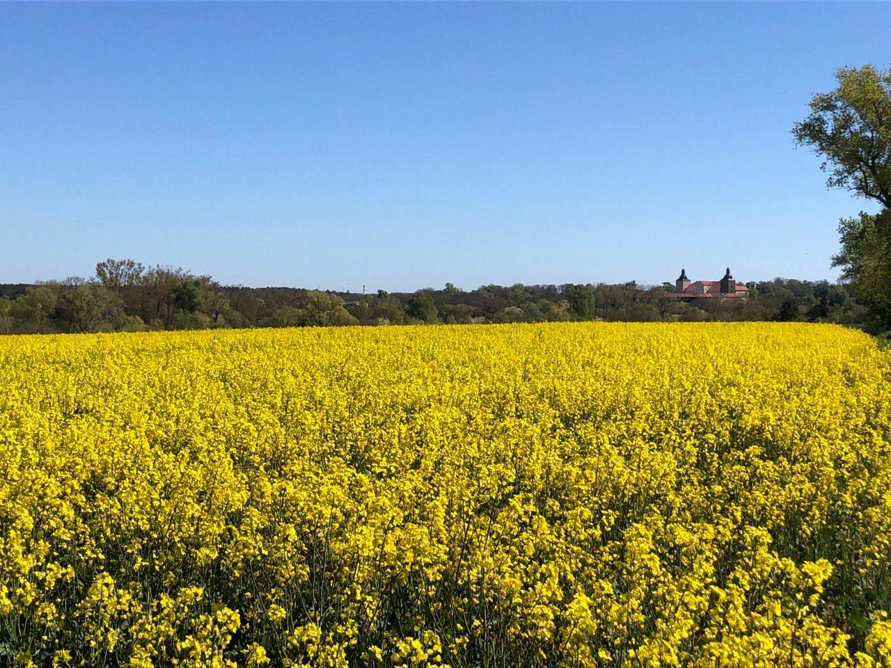 Leuchtend gelbes Rapsfeld unter blauem Himmel – typische Börde-Landschaft