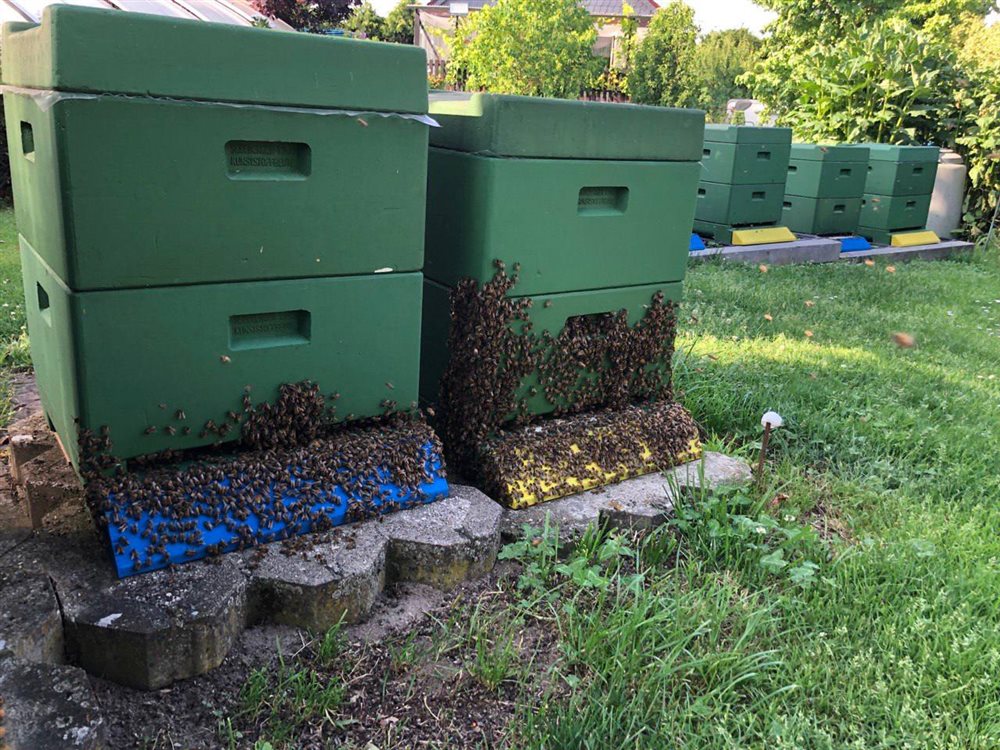 Bienenwolken an den Flugbrettern der grünen Bienenbeuten
