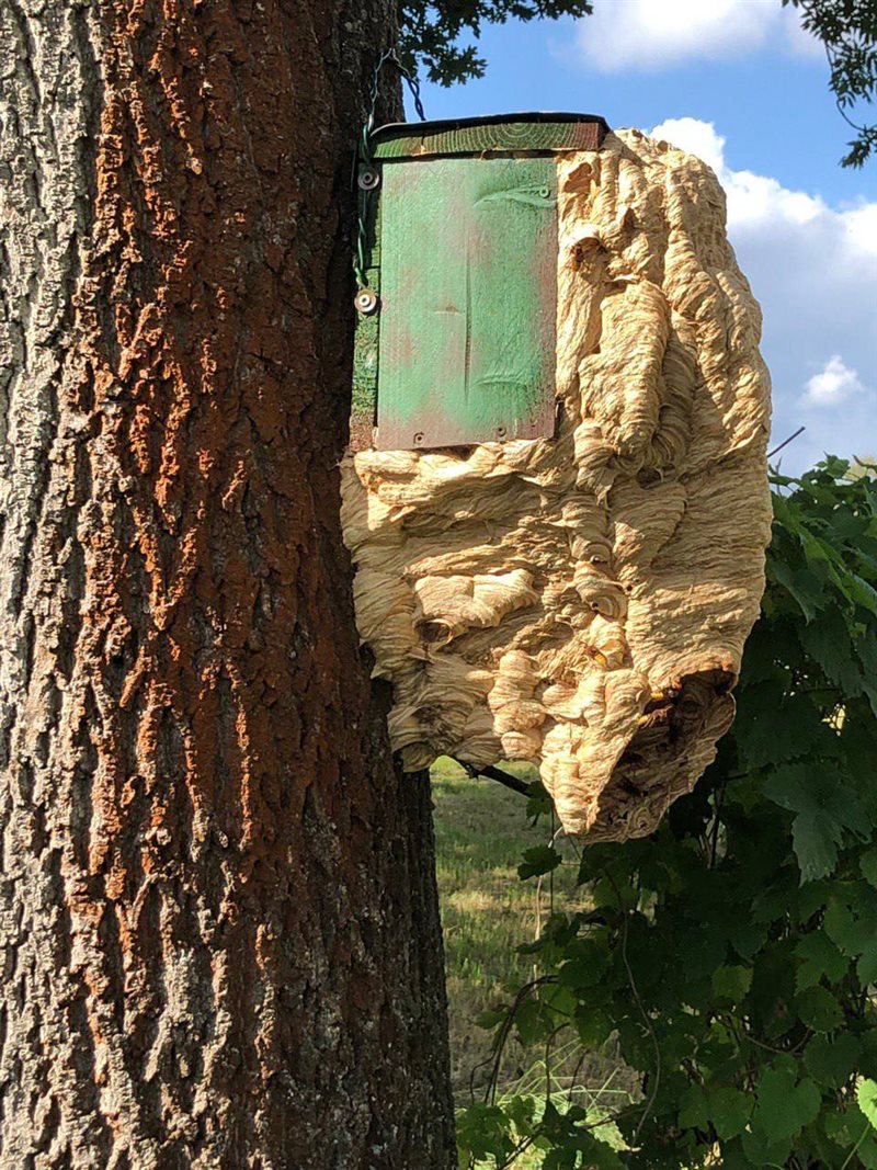 Großer Bienenschwarm an einer grünen Tafel am Stamm einer Kiefer